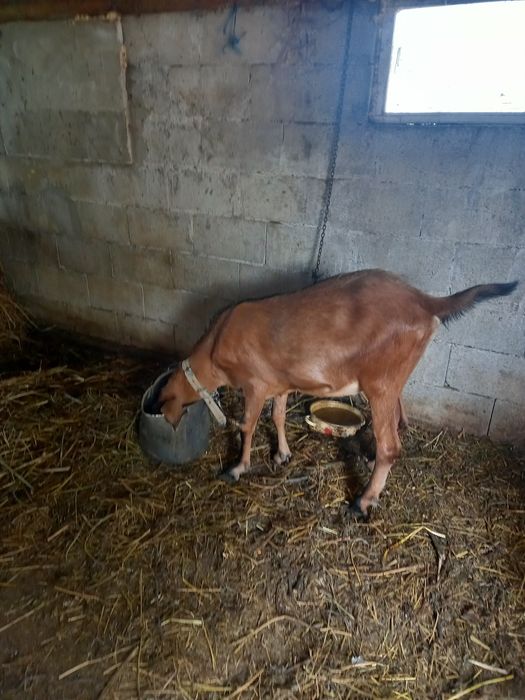 Vând capră din mama bună de lapte