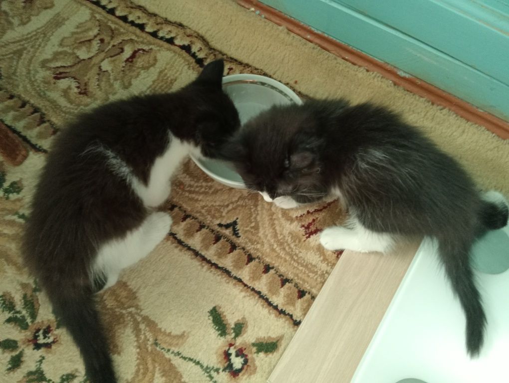 Котята / Мушукчалар