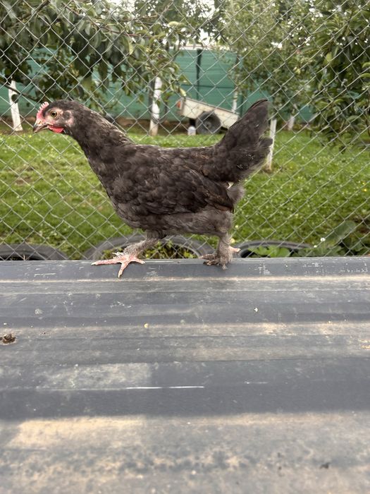 Cocosei marans de vanzare !!!