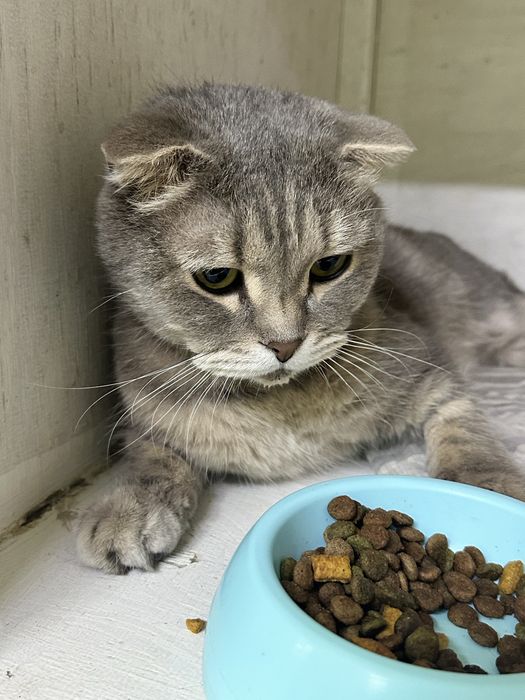 Шикарный кот  ищет дом