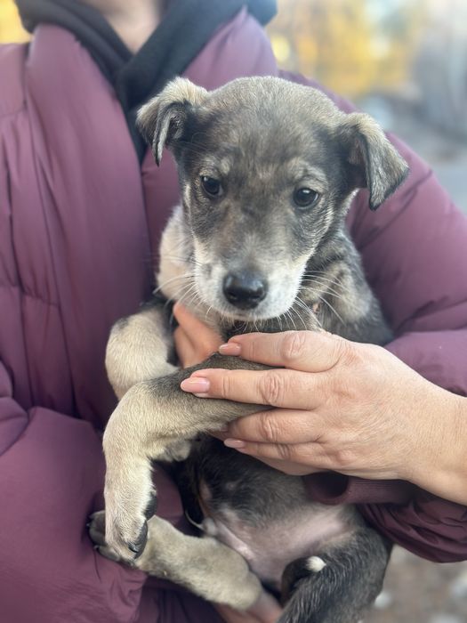 Щенята мальчик и девочка  ищут дом