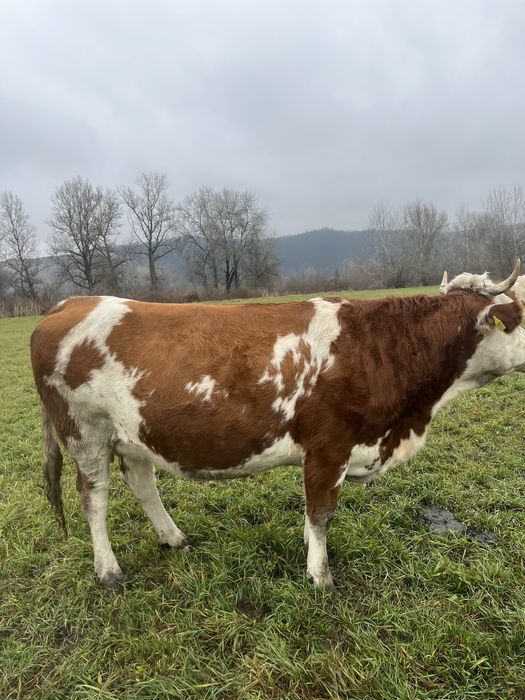 De vanzare juninca gestanta luna 9