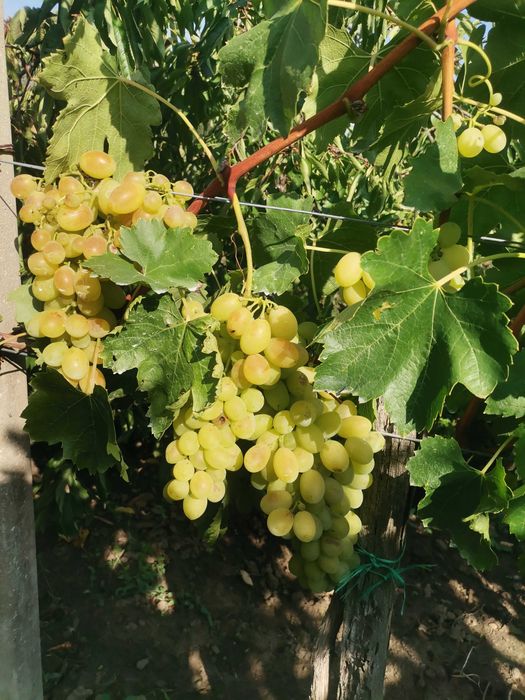 Struguri de masă Victoria