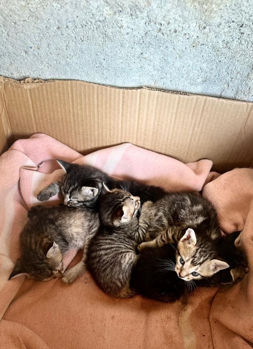 Очаровательные котята ишут новый дом