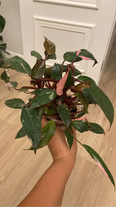 Розовая принцесса