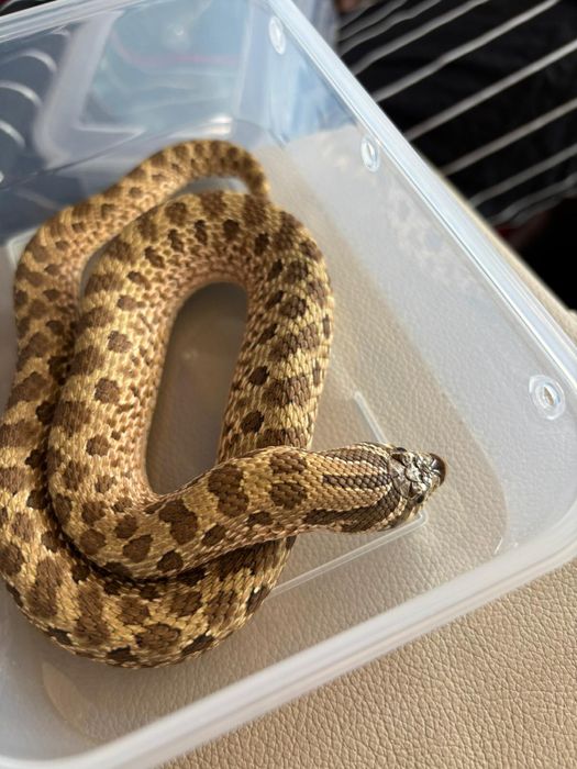 Vand femela hognose wild type