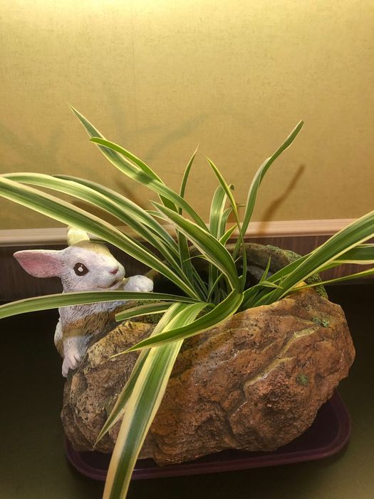 Хлорофитум в ретрогоршочке