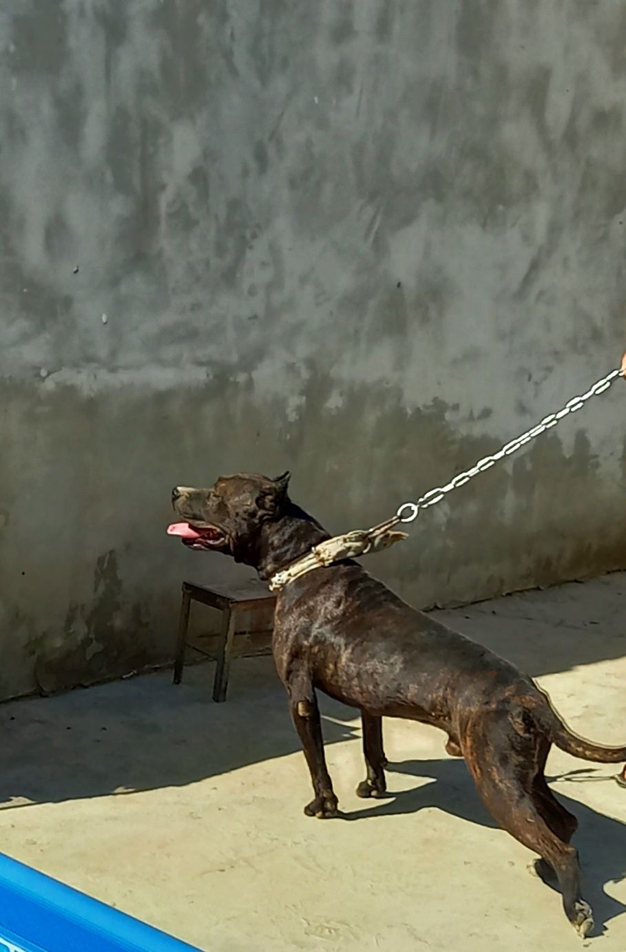 Pidbull tozza sotiladi