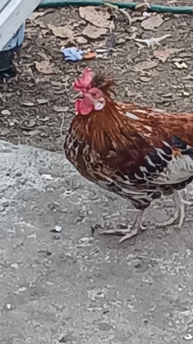 Vând cocoși rasă pitică