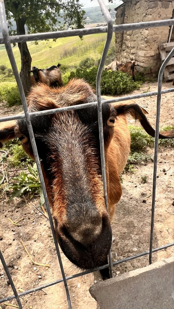 Capre Alpin de lapte!