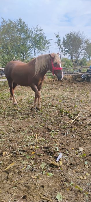 Iapă de vânzare are