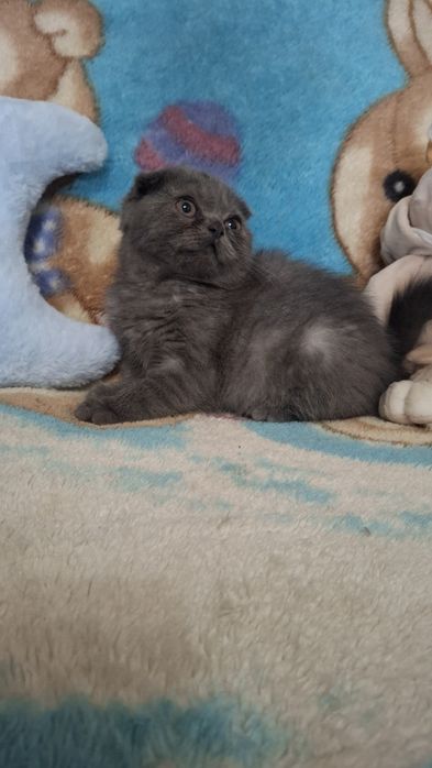 Продается котенок шотландский вислоухий скотиш фолд девочка.