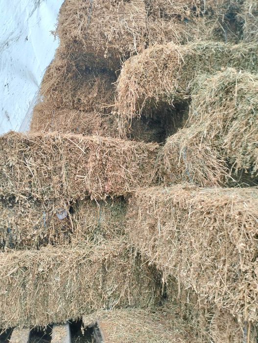 Vând baloți de lucernă