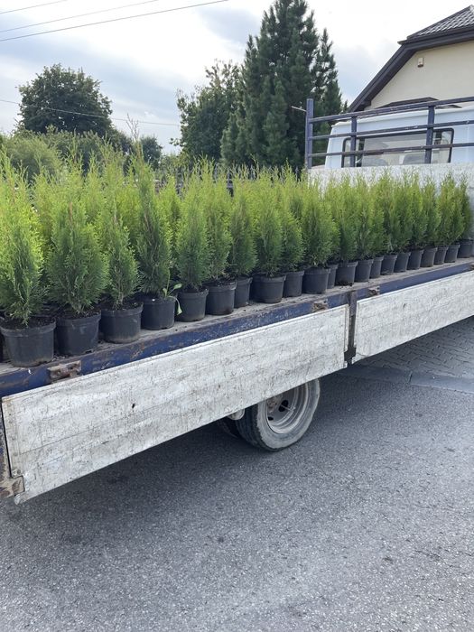 Tuia Smagard 60-70 cm crescuți la ghiveci prindere aclimatizare 100% s
