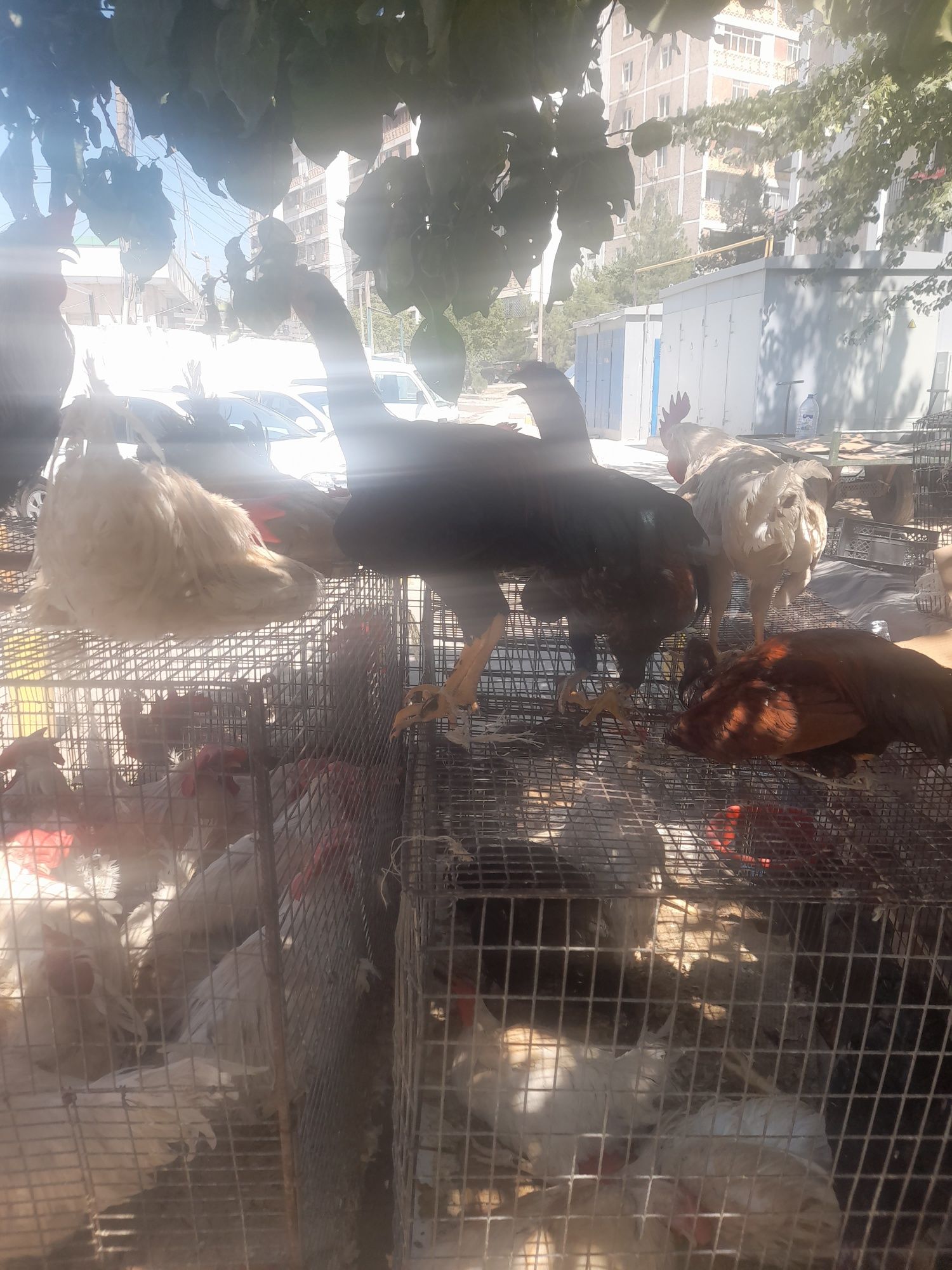 Xoroz tovuq lar yunusobod dexqon bozorida valiantla kop