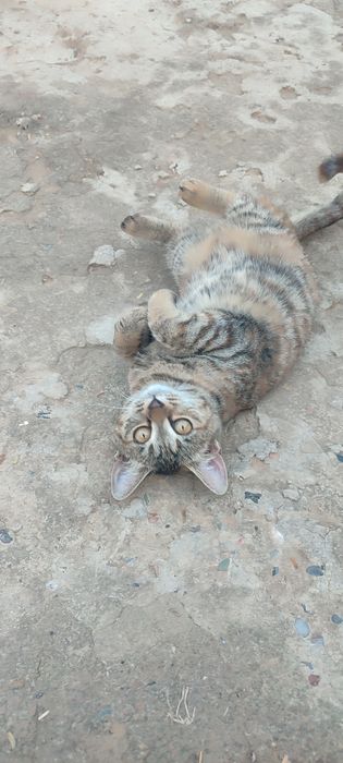 Отдам кошку в хорошую руку