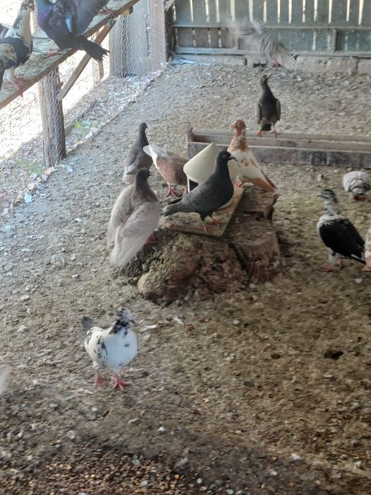 Porumbeii disponibilii .