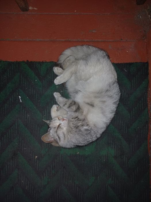 Кошка помесь манчкин