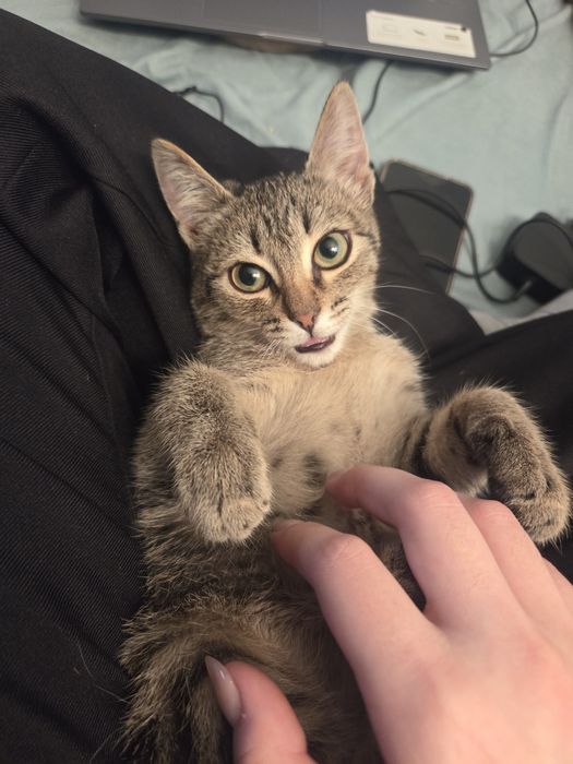 Отдам котёнка даром!