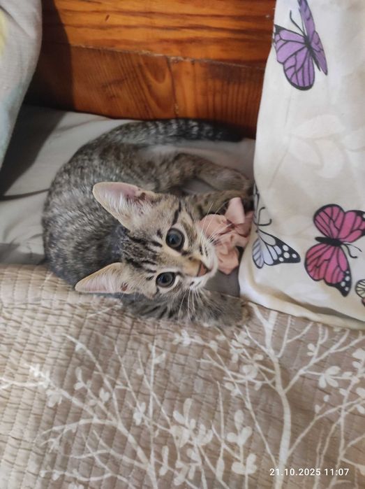Котенок девочка в хорошую семью