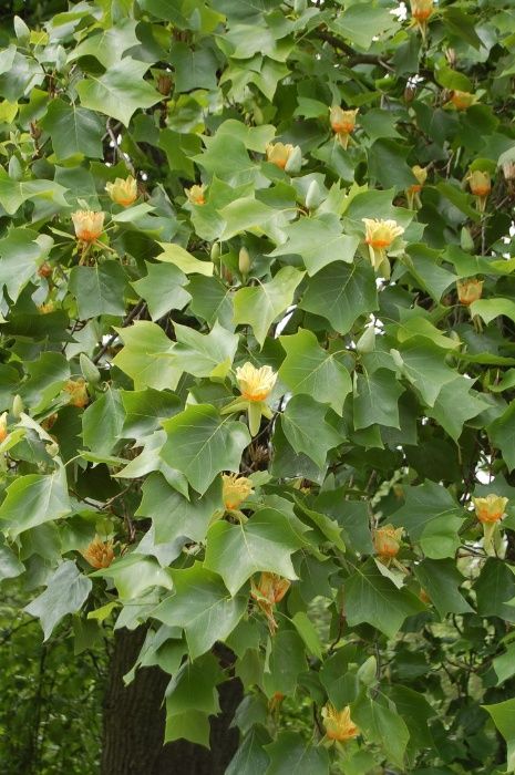 Liriodendron ,tulipan,arbore de lalea