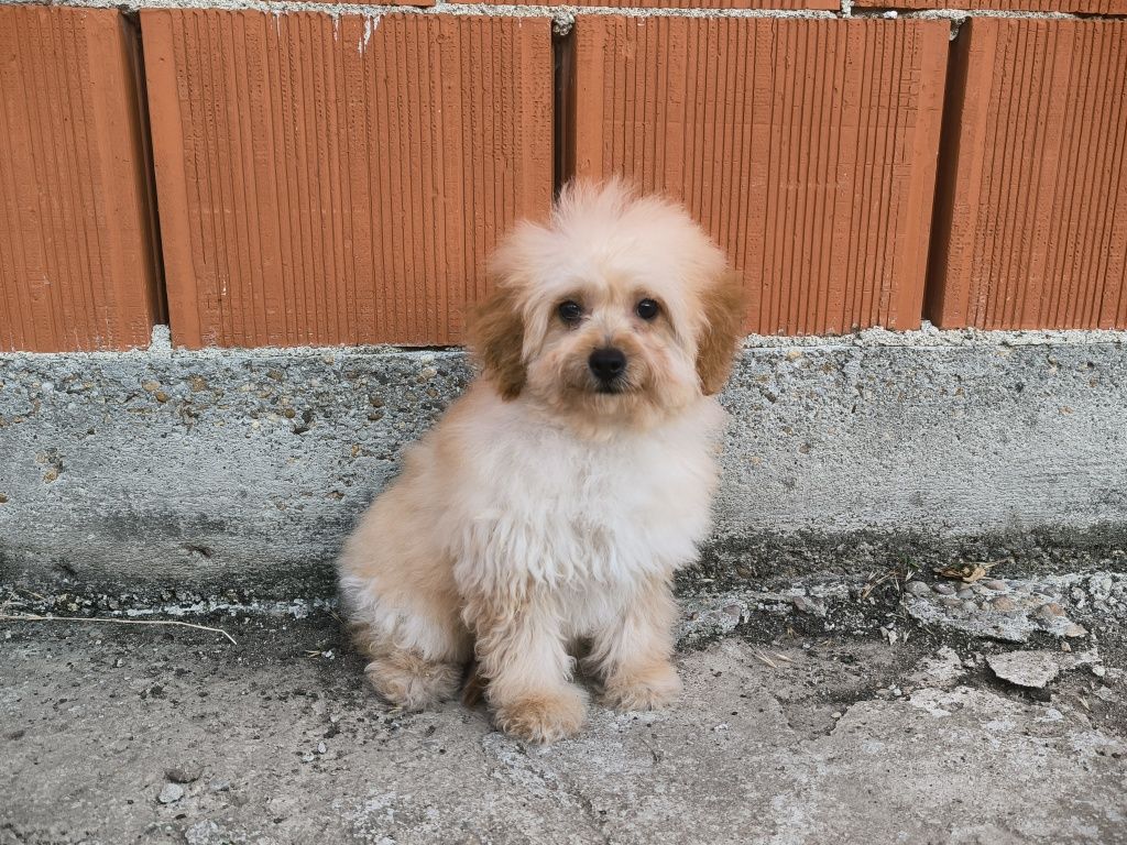Vand fetita Goldendoodle mini