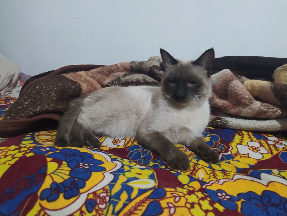 Mushukpa parodali siyamski