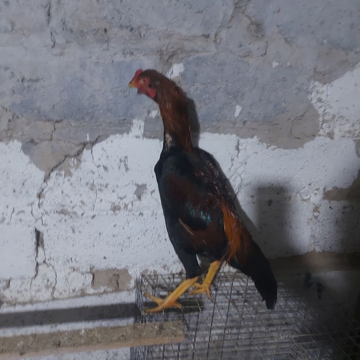 Джужа майски игра канкретна