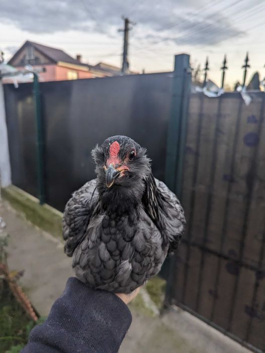 Vând cocos araucana