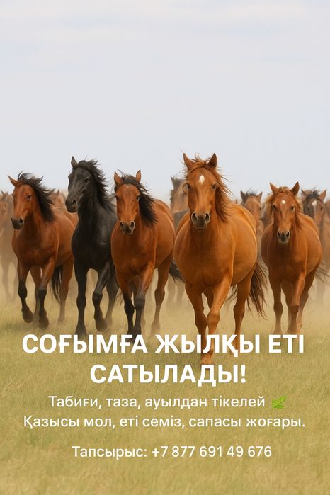 Соғым жылқы еті балғын