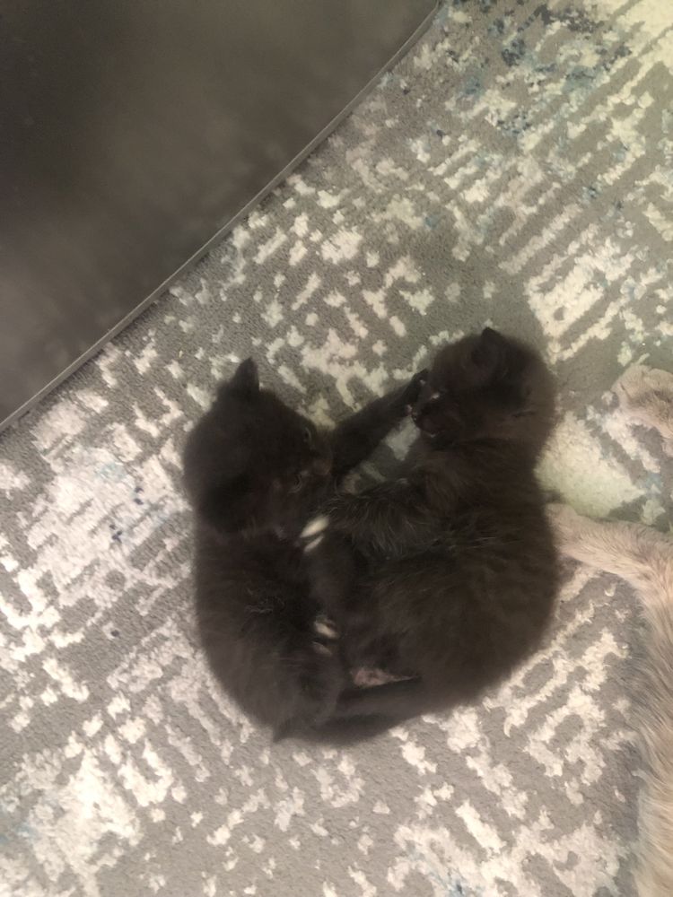 Котята бесплатно