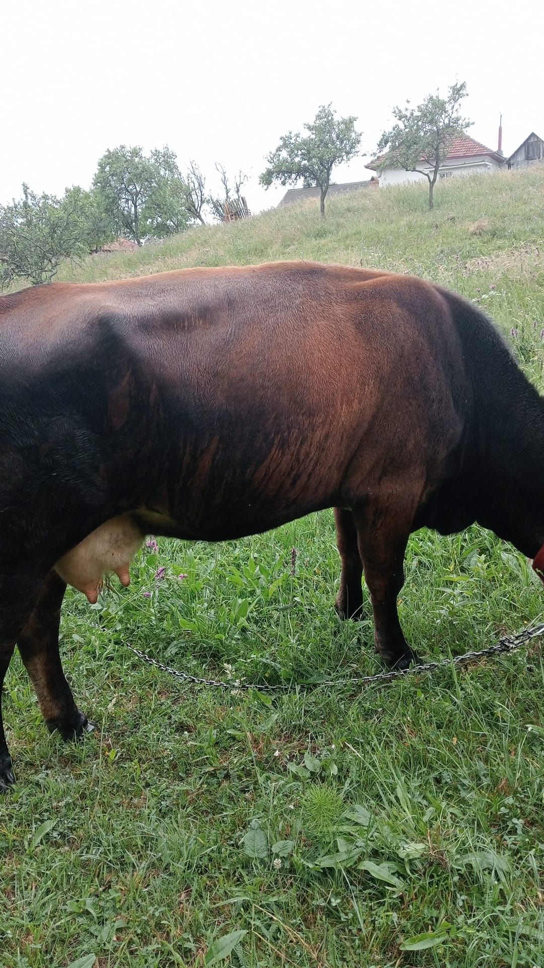 Vând vaca angus montata de o luna