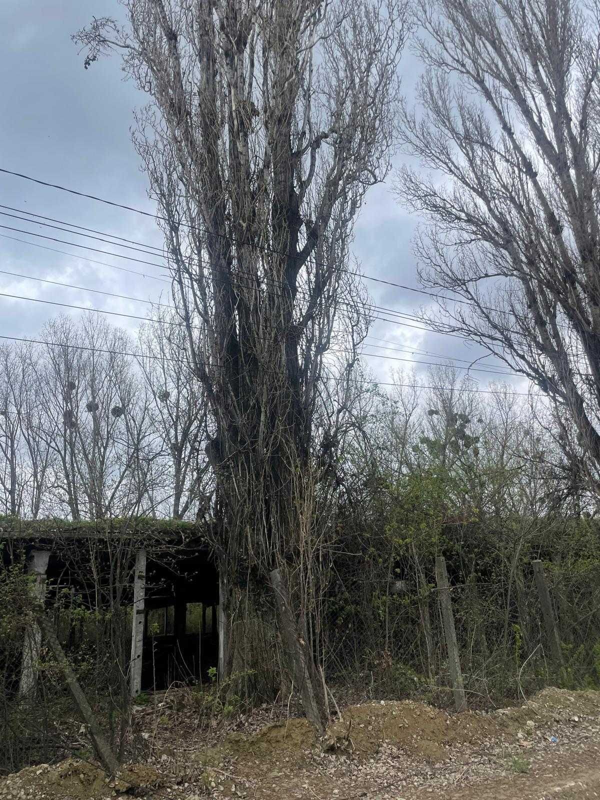 Cedez gratuit copaci plopi groși buni de făcut scândură sau de foc