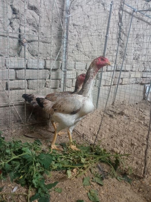 Barakasini bersin