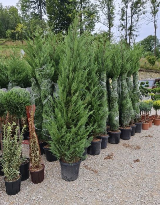 Leylandii chiparos ideal pentru gard vii