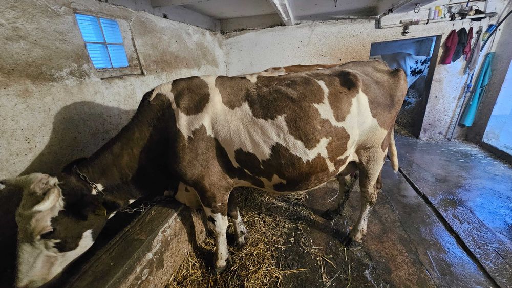 Vaca de lapte baltate si holstein