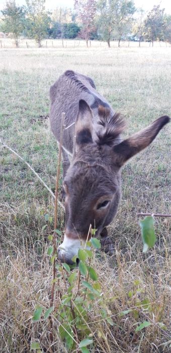 Продам ишака молодого