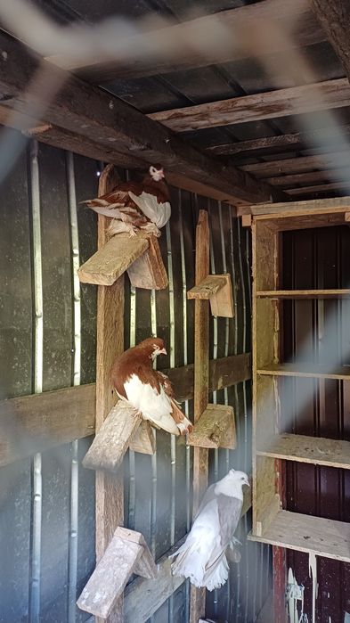 Vand o pereche de porumbei volga