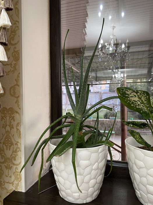 Алое цветок в горшоке,домашние цветы