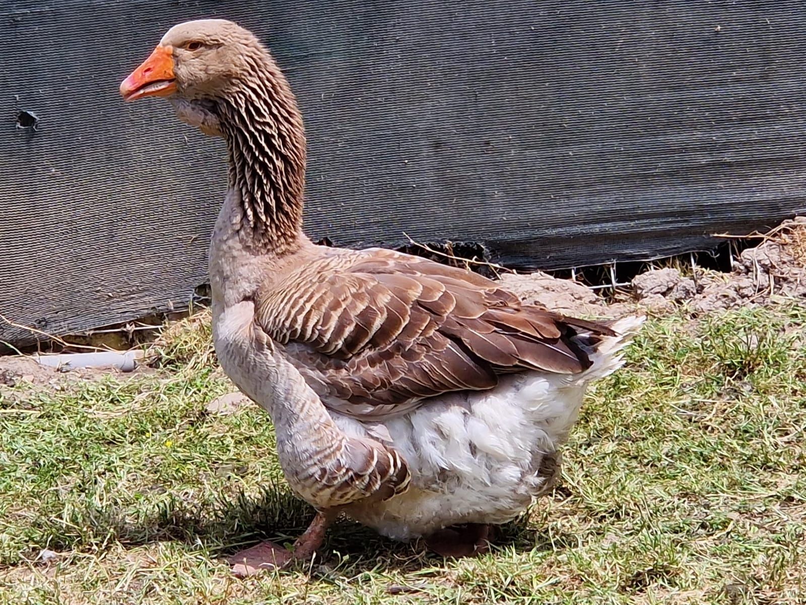 Oua gâște Toulouse