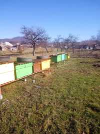 Vand 6 familii de albine