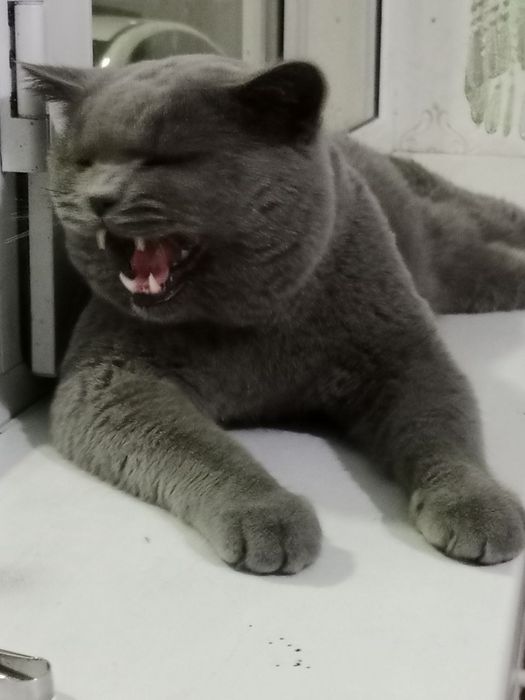 Britan zotli Mushuk sotiladi