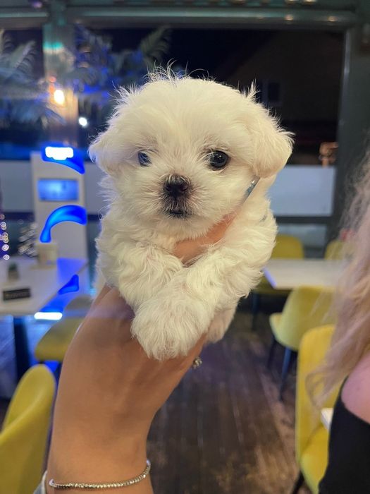 Bichon Maltez Mini Toy
