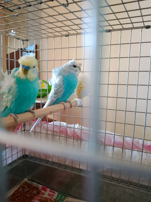 Попугаи японская бабочка