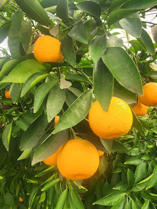 Mестний мандарин Апелсин мева сотилади оптим