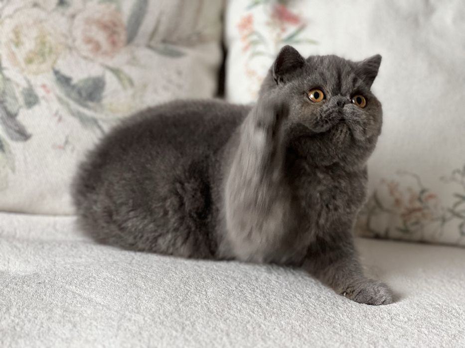Елитно плюшено екзотично късокосместо коте