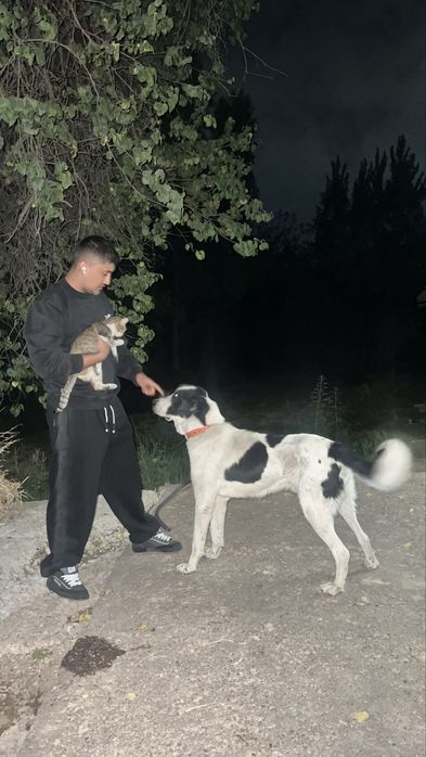 Bo’ri bosar  ogog’ida srtloni bor