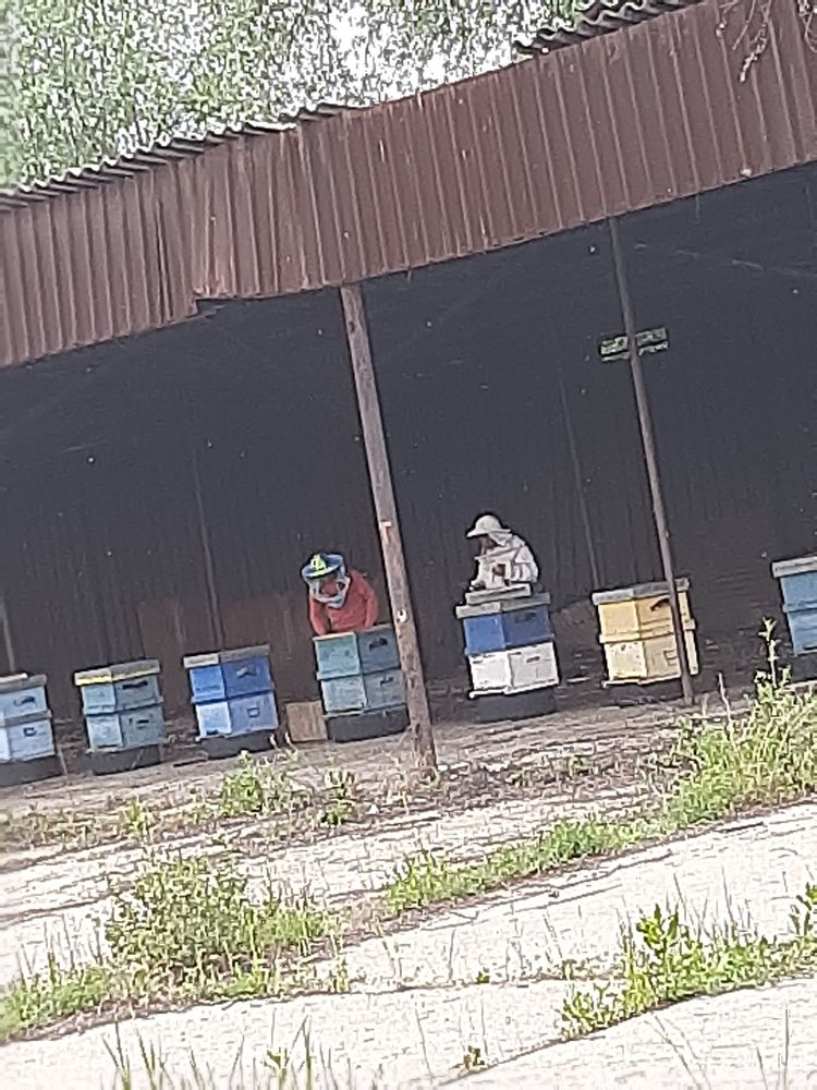 Vand roiuri de albine pe 5 rame in luna aprilie