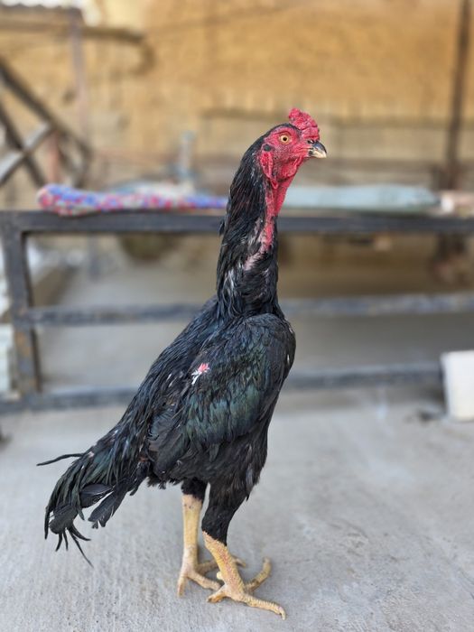 Тоза япон 11 ойли хуроз