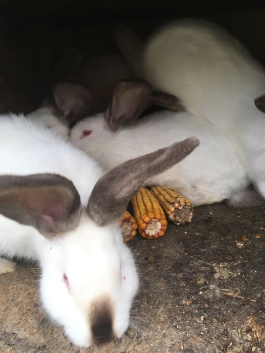 Iepuri Californian cu Urias de transilvania